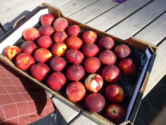 Die Marmelade aus Sonnenfrüchten ist gesichert 