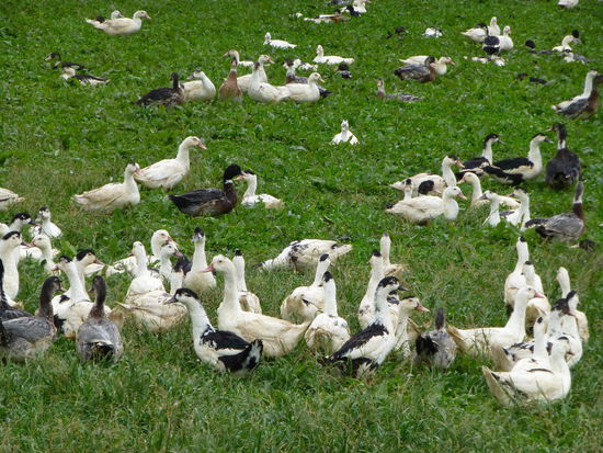 Und die "Produzenten" der berühmten Foie Gras auf der grünen Wiese