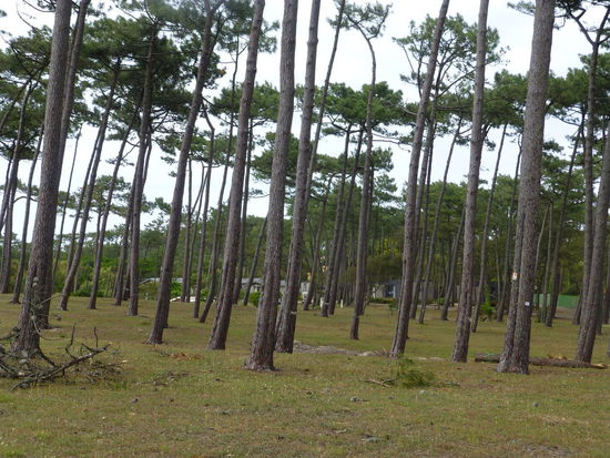 Kiefern, Kiefern nix als Kiefern......