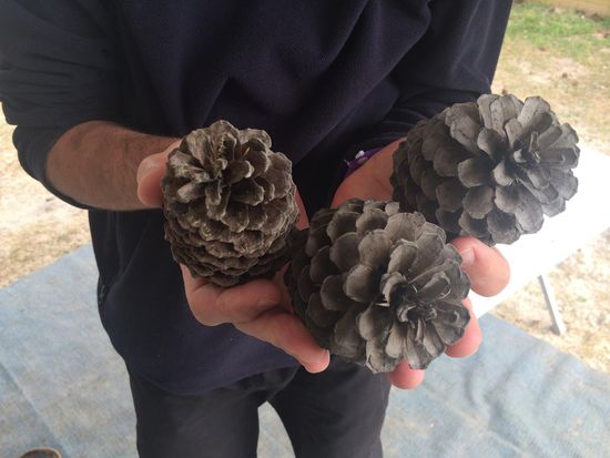 Das Dekorationsmaterial für das nächste Weihnachtsfest ist schon mal gesichert