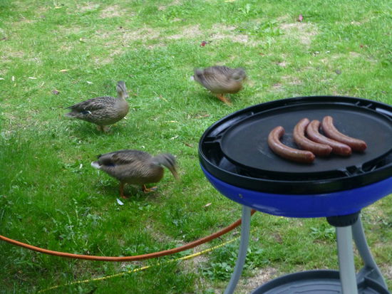 Da will uns doch glatt jemand das Abendessen streitig machen....