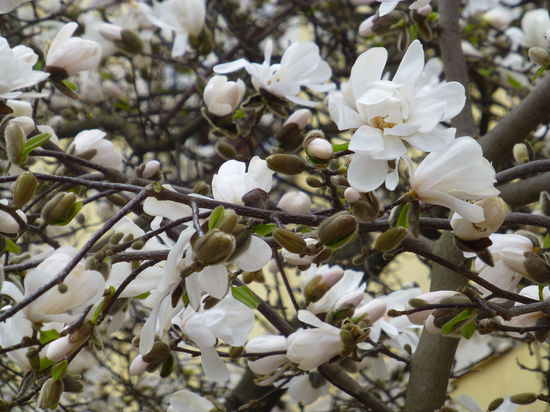 Auch die Blütenpracht ist in der milden Rheinebene schon weiter fortgeschritten als zuhause