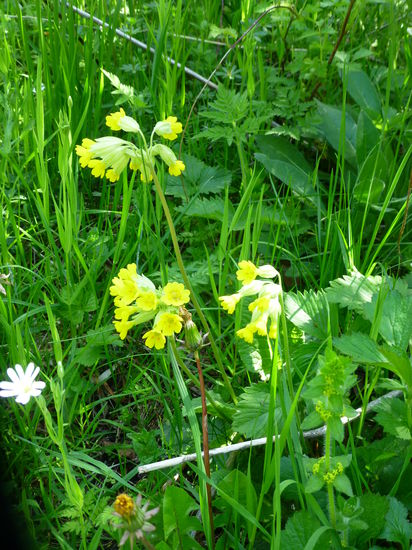 Auf den Höhen des Jura sind noch Frühlingsboten zu finden