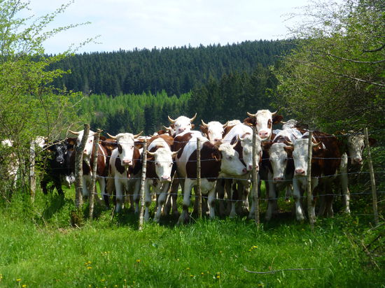 Wenn so eine Herde Rindviecher an den Zaun galoppiert, kommt schon ein mulmiges Gefühl auf.....