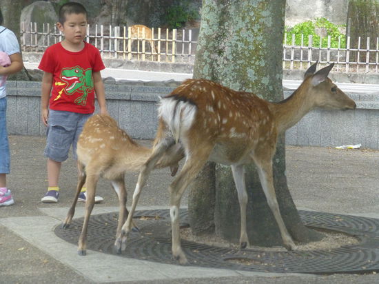 Empfangen werden wir von vorwitzigen, neugierigen und vor allem diebischen Rehen