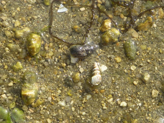 Blick auf den Meeresboden