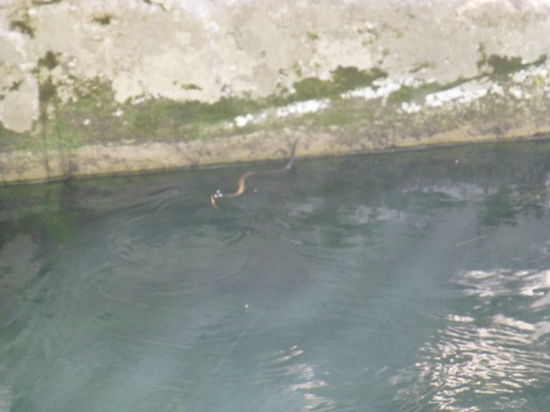 Schlangen zu Wasser...
