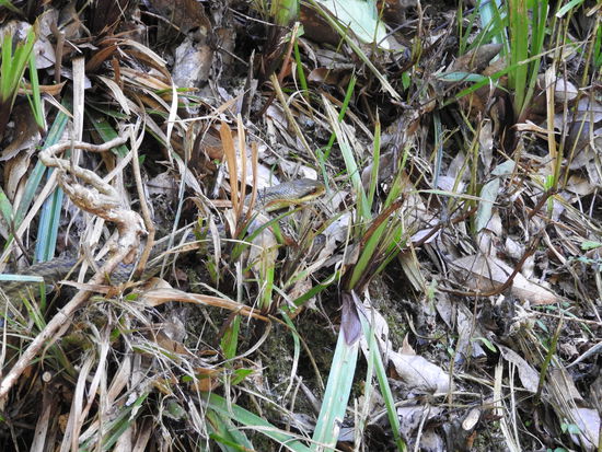 ... und zu Lande. Wer findet das Tierchen???