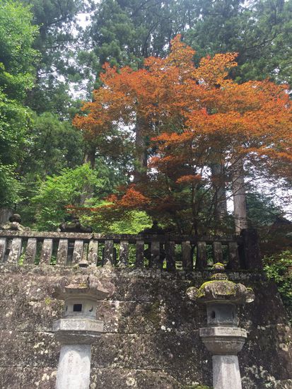 Es herbstelt bereits. Im Herbst soll die Laubfärbung hier besonders eindrucksvoll sein