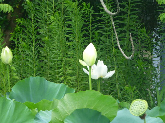 Wunderschöne Lotusblüten