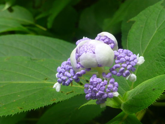 Die Hortensien gedeihen hier in mannshohen Büschen