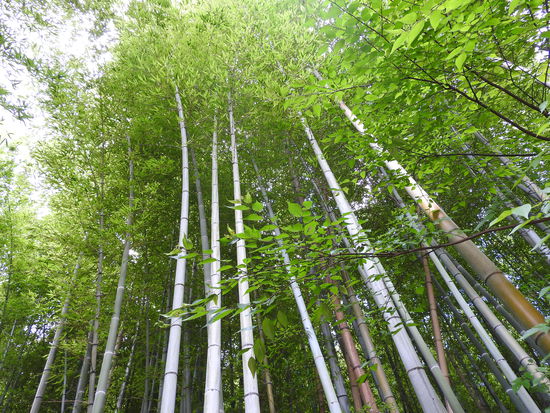 Der Bambushain fasziniert mit seinen wechselnden Lichtreflexen im Blätterdach