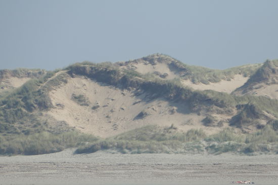 Eine Dünenlandschaft fast wie auf der Insel Sylt