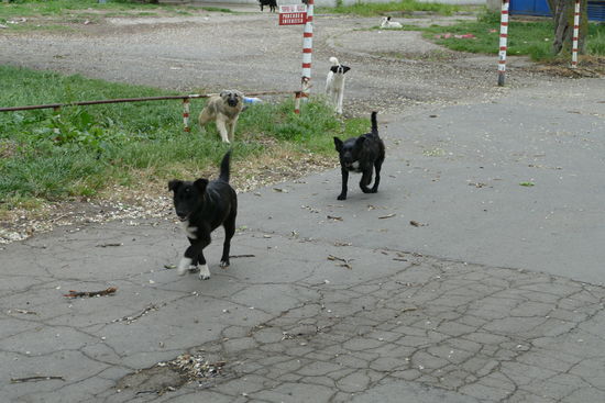 Und wieder einmal werden wir von Straßenhunden verfolgt
