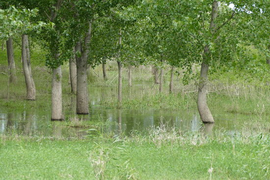 In den Auenwäldern stehen die Bäume im Wasser