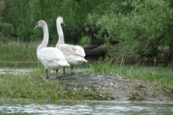 Wir sichten schon bald die ersten Tiere