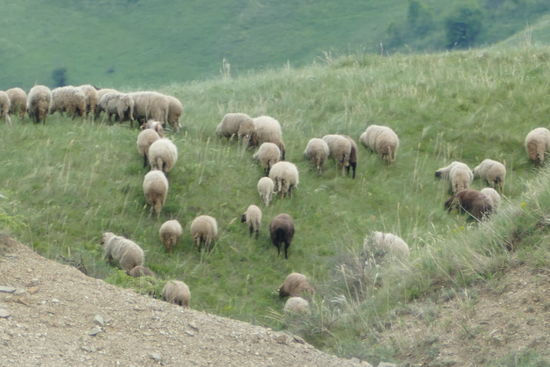 Auch wollige Vierbeiner tummeln sich in der Nähe