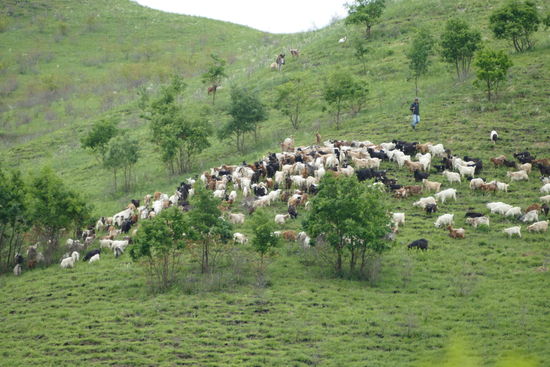 Tierische Begegnungen unterwegs. Die Wanderschäfer gehören mit ihren Herden zum Alltagsbild in Rumänien