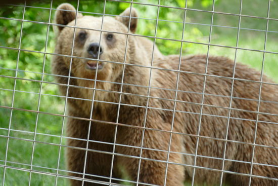 Zwar hinter Gittern aber in ihrem artgerechten Umfeld fühlen sich die braunen Gesellen hier sichtlich wohl