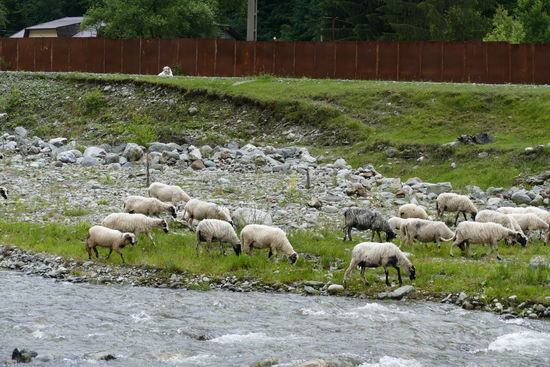 Dafür haben wir einen schönen Übernachtungsplatz direkt am rauschenden Wildbach 