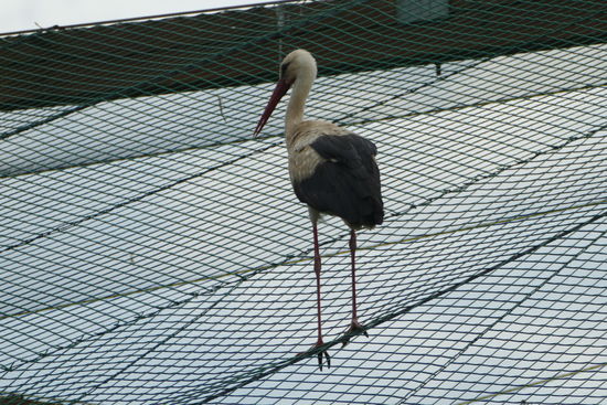 Meister Adebar ist hier en masse anzutreffen
