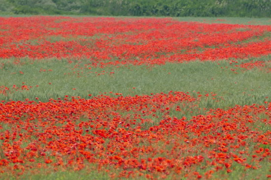 Ein Meer aus Klatschmohn am Wegesrand - herrlich!!!