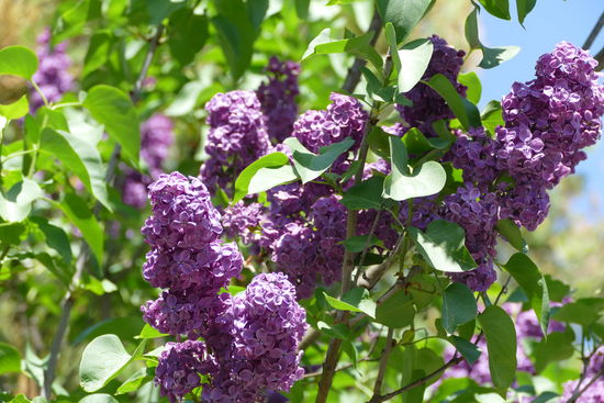Der Flieder steht in voller Blüte und wir wandeln mal wieder durch wahre Duftwolken