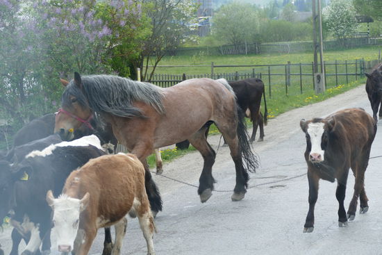 Hin und wieder muss man sich die Fahrbahn mit tierischen Vertretern teilen