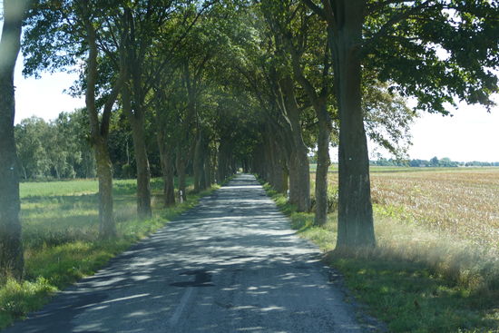 Idyllische Alleenstraßen erfordern vollste Aufmerksamkeit vom Fahrer