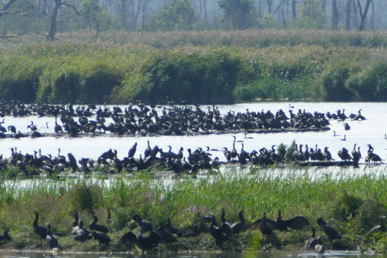 Kormorane soweit das Auge reicht