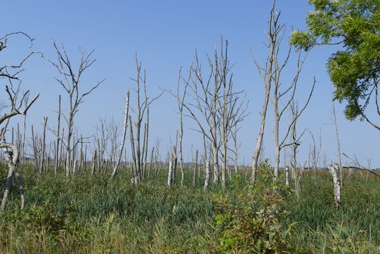 Hier wird die Natur sich selbst überlassen