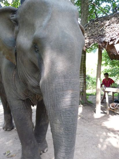 zufrieden nach dem Bananenschmaus