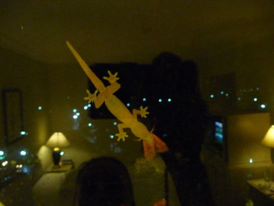 Abendbrot fuer schwindelfreie Geckos 
Fenster im 5. Stock