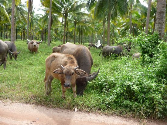 ge(l)(str)andete Wasserbueffel