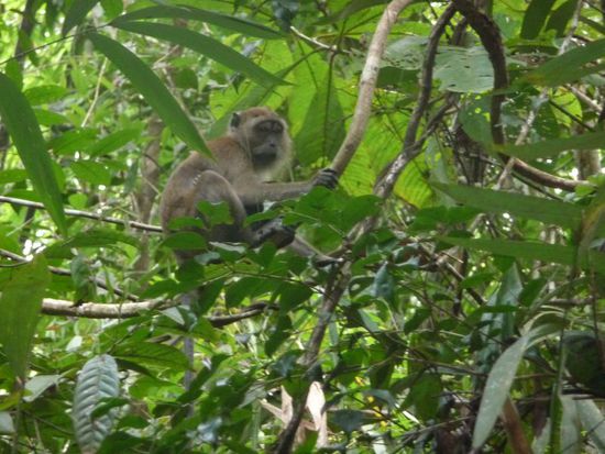 Affenmama, leider kann man das Baby hier nicht sehen, hab es aber auf einem kleinen Video