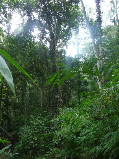 Regenwald zum Glueck ohne Regen