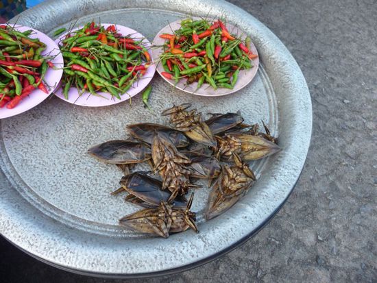 ein paar Chillis zur Kakerlake?