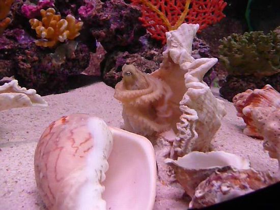 Krake bei der Morgenwäsche