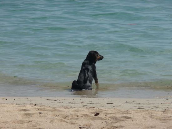 eine Hundehitze ist das hier