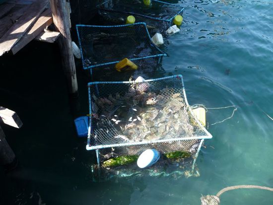 lecker Krabben im Fischerdorf