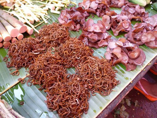 keine Würmer sondern eine Pilzart