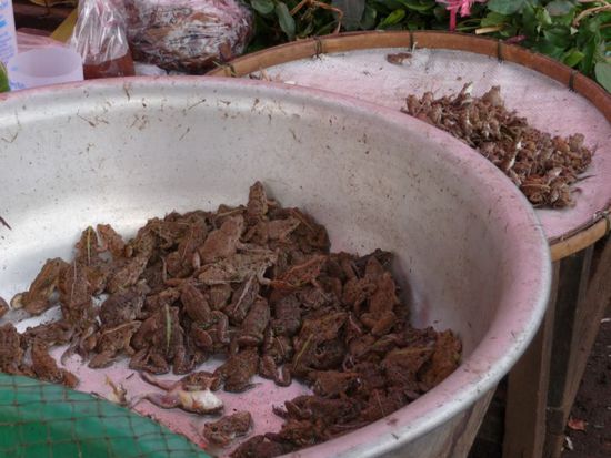 Frösche nach Größe sortiert