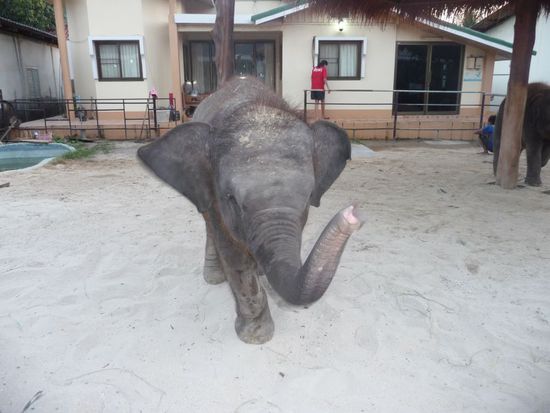 bitte quitschend lesen : EIN BABYELEFANT