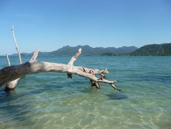 beim Versuch den Baum zu erklimmen