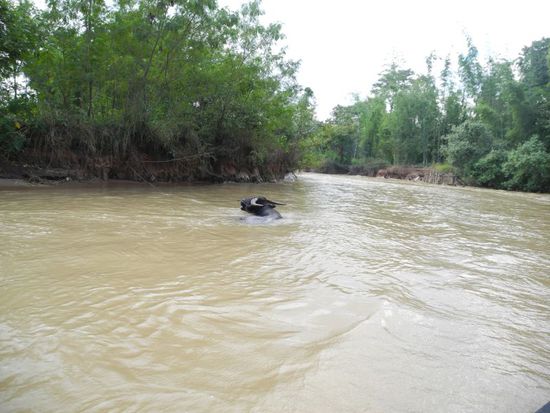 badender Wasserbüffel