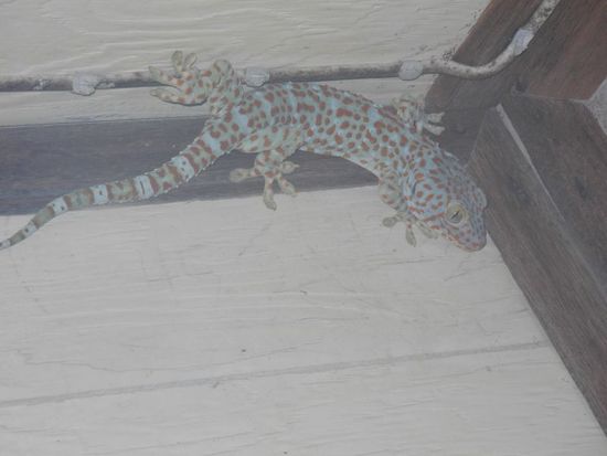 Riesengecko - wohnte an unserm Bungi