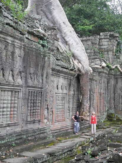 ziemlich große Baumwurzel