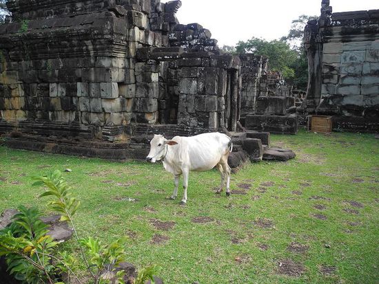nicht grade friedfertige Kuh