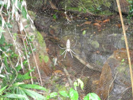 die Spinne war so groß, die hätte in unsere Hütte gar nicht rein gepasst