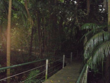 Kleiner Regenwald in Darwin.